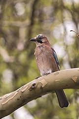 Eurasian jay bird for sale  Delivered anywhere in UK