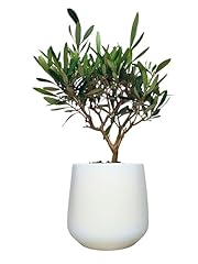 Giardini giulia bonsai usato  Spedito ovunque in Italia 