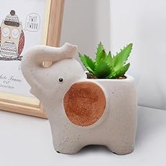 Gemhope elephant succulent for sale  Delivered anywhere in USA 
