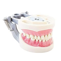Typodont teeth model for sale  Delivered anywhere in USA 