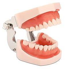 Faruijie dental typodont gebraucht kaufen  Wird an jeden Ort in Deutschland