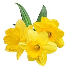 Spring bulbs daffodils for sale  Delivered anywhere in UK