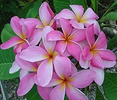 Pink plumeria plant for sale  Delivered anywhere in USA 