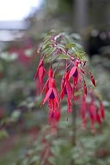 Fuchsia magellanica tenella gebraucht kaufen  Wird an jeden Ort in Deutschland