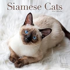 Siamese cats 2026 for sale  Delivered anywhere in UK