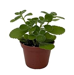 Vicks swedish ivy for sale  Delivered anywhere in USA 
