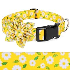 Daisy yellow dog for sale  Delivered anywhere in UK