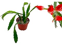 Epiphyllum orchid cactus for sale  Delivered anywhere in Ireland