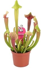 Sarracenia trumpet pitcher for sale  Delivered anywhere in UK