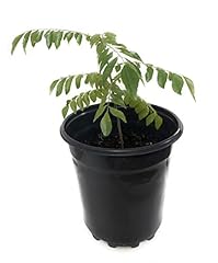 Indian curry leaves for sale  Delivered anywhere in USA 