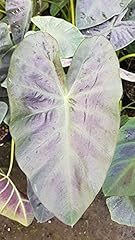 Colocasia esculenta royal d'occasion  Livré partout en France