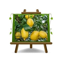 Agrumi limone sfusato usato  Spedito ovunque in Italia 