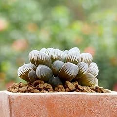 Haworthia cooperi tender for sale  Delivered anywhere in Ireland