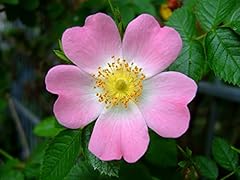 Glänzende hunds rose gebraucht kaufen  Wird an jeden Ort in Deutschland