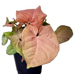 Syngonium podophyllum neon for sale  Delivered anywhere in USA 