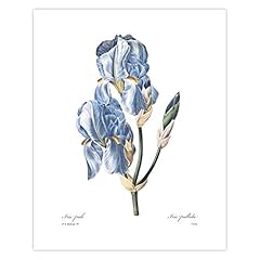 Iris art french for sale  Delivered anywhere in USA 