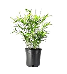 Golden goddess hedge for sale  Delivered anywhere in USA 