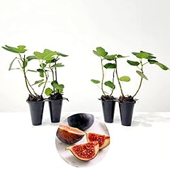 Fig tree chicago for sale  Delivered anywhere in USA 