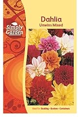 Simply garden dahlia for sale  Delivered anywhere in Ireland