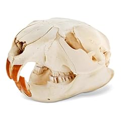 Beaver skull real for sale  Delivered anywhere in USA 