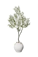 Vynt olive tree for sale  Delivered anywhere in USA 