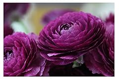 Oliwier bulbs ranunculus for sale  Delivered anywhere in UK