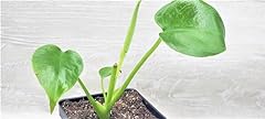 Monstera deliciosa plant for sale  Delivered anywhere in USA 