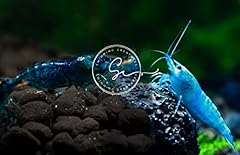 Swimming creatures blue for sale  Delivered anywhere in USA 