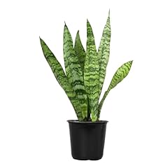 Live snake plant for sale  Delivered anywhere in USA 