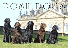 Posh dogs for sale  Delivered anywhere in UK