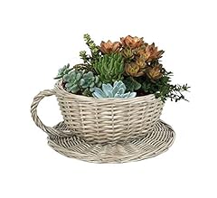 Tea cup plant for sale  Delivered anywhere in UK