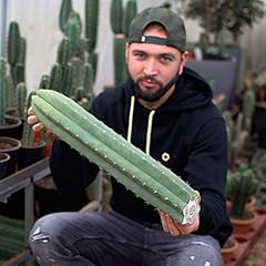 Trichocereus pachanoi san gebraucht kaufen  Wird an jeden Ort in Deutschland