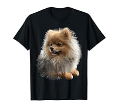 Poméranien chien pomeranian d'occasion  Livré partout en France