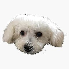 White bichon frise for sale  Delivered anywhere in USA 