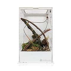 Swell reptiles mantis for sale  Delivered anywhere in UK