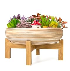Artketty succulent plant for sale  Delivered anywhere in UK