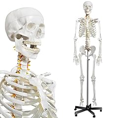 Breesky human skeleton for sale  Delivered anywhere in USA 