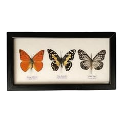 Vie taxidermy butterfly for sale  Delivered anywhere in UK