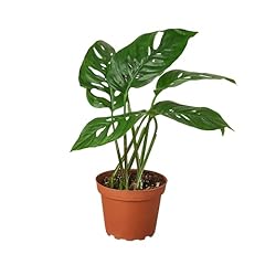Premium monstera adansonii for sale  Delivered anywhere in USA 