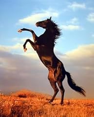 Wild black stallion for sale  Delivered anywhere in USA 