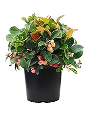 Gaultheria procumbens evergree for sale  Delivered anywhere in USA 