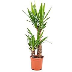 Yucca elephantipes stam usato  Spedito ovunque in Italia 