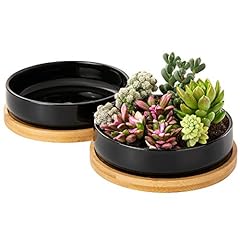 2pack 6inch plant for sale  Delivered anywhere in USA 