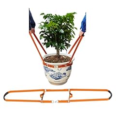 Bbpara potted plant for sale  Delivered anywhere in USA 