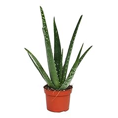 Fantástico Encantadora Aloe Vera planta Excelente Sanación segunda mano  Se entrega en toda España 