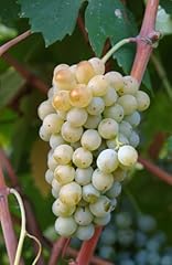 Corvo glicine vino usato  Spedito ovunque in Italia 