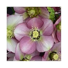 Helleborus paris pink for sale  Delivered anywhere in UK