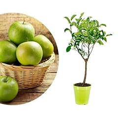 Rangerie zwergobst stämmchen gebraucht kaufen  Wird an jeden Ort in Deutschland