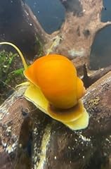 Golden apple snail for sale  Delivered anywhere in UK