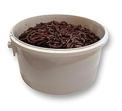 Worms direct live for sale  Delivered anywhere in UK